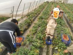 -小鱼草莓采摘园农家乐·小鱼餐厅