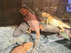 -酷以爬仙阁实体爬宠店·守宫·蜥蜴·专业繁育