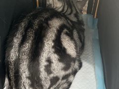 -纳吉亚猫专科动物诊疗中心(蒋宅口分院)