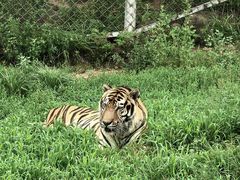 -西霞口神雕山野生动物世界