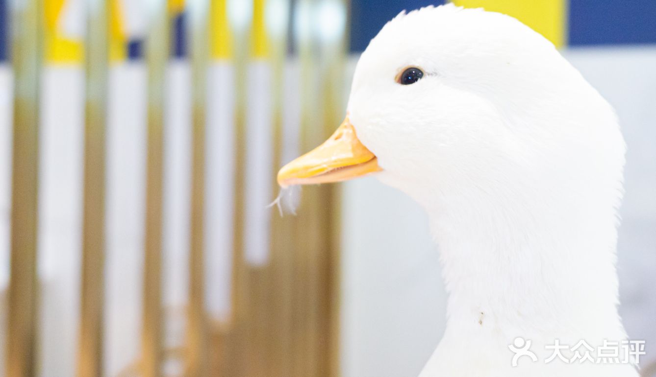 东莞探店|民盈国贸城|来玩鸭