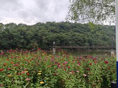 -黄椅山火山森林公园