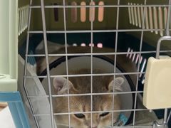 -宠颐生宠物医院·异宠猫科内科·诊疗中心宠巢店
