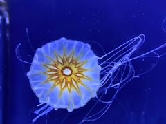 -珠海长隆海洋王国