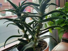 -小土豆北方菜馆(文慧园店)