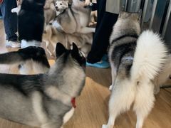 -Husky Go! 哈士奇体验馆·宠物咖啡厅狗咖