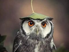 -峨嵋酒家(望京店)