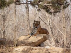 -北京野生动物园