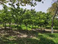 -如皋市龙游湖欢乐世界