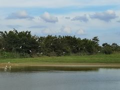 -鹤之洲湿地公园