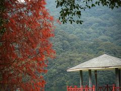 -广州市石门国家森林公园