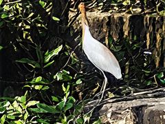 -福田红树林生态公园