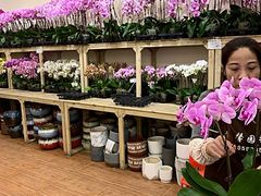 -双季花艺园艺市场(浦东店)