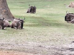 -奥兰多迪士尼动物王国乐园