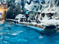 -帝企鹅自助餐厅•儿童岛•真企鹅(长隆企鹅酒店)