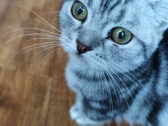 -这儿没有猫·猫咖萌宠馆·撸猫