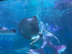 -海合安成都极地海洋公园