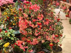 -双季花艺园艺市场(浦东店)