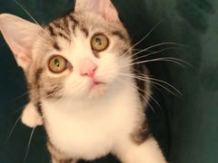 -猫大福·Fortune Cat猫舍(百子湾店)