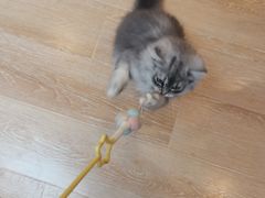 -猫咪派对(江南西店)