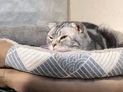 -萌喵宠狗爱心宠咖
