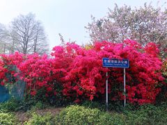 -深圳仙湖植物园