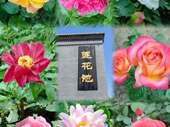 -莲花池公园