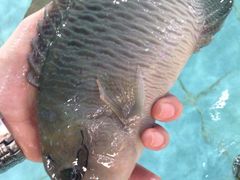 -渔民新村(番禺总店)