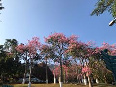 -东部华侨城