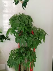 -卡尔诗·科技美肤连锁