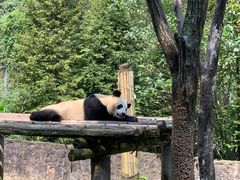 -都江堰中华大熊猫苑