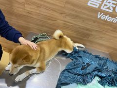 -爱侣宠医·鹦鹉专科·小型哺乳类·异宠专科(灵石路店)