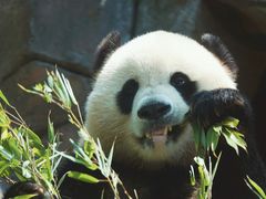 大熊猫青青-都江堰中华大熊猫苑