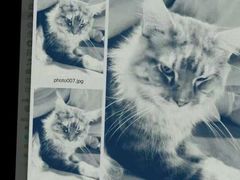 -十年猫舍·猫咪专门店(普陀店)