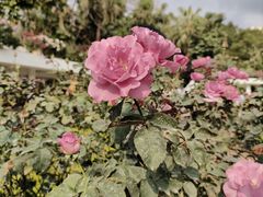 -人民公园(罗湖区)