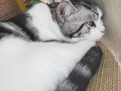 -藏猫猫咖啡主题馆(中央大道店)