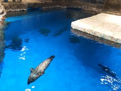 -香港海洋公园