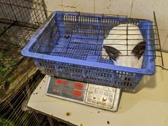 -米二红烧兔(华阳店)