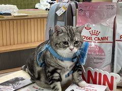 -帕帕拉兹宠物(亚洲旗舰店)