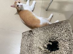 -创凡宠物医院·骨专科  猫科中心(西乡分院)