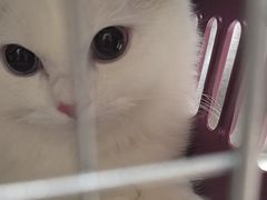 -安安宠医宠物医院·异宠·犬猫内科(岳阳分院)