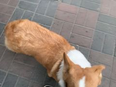 -肥猫烤翅·20年老字号(锦州道店)