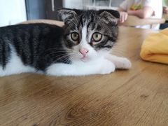 -平行世界·猫咖(首经贸店)