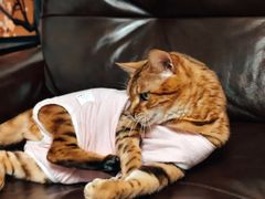 -宠颐生中康贝怡动物医院