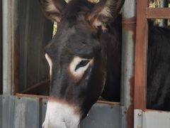 -元鼎宝驴香·全驴宴(江宁店)