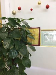 -CICI纤美·科技减肥美容