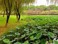 -荷花公园