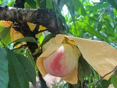 -南汇水蜜桃采摘(大团店)