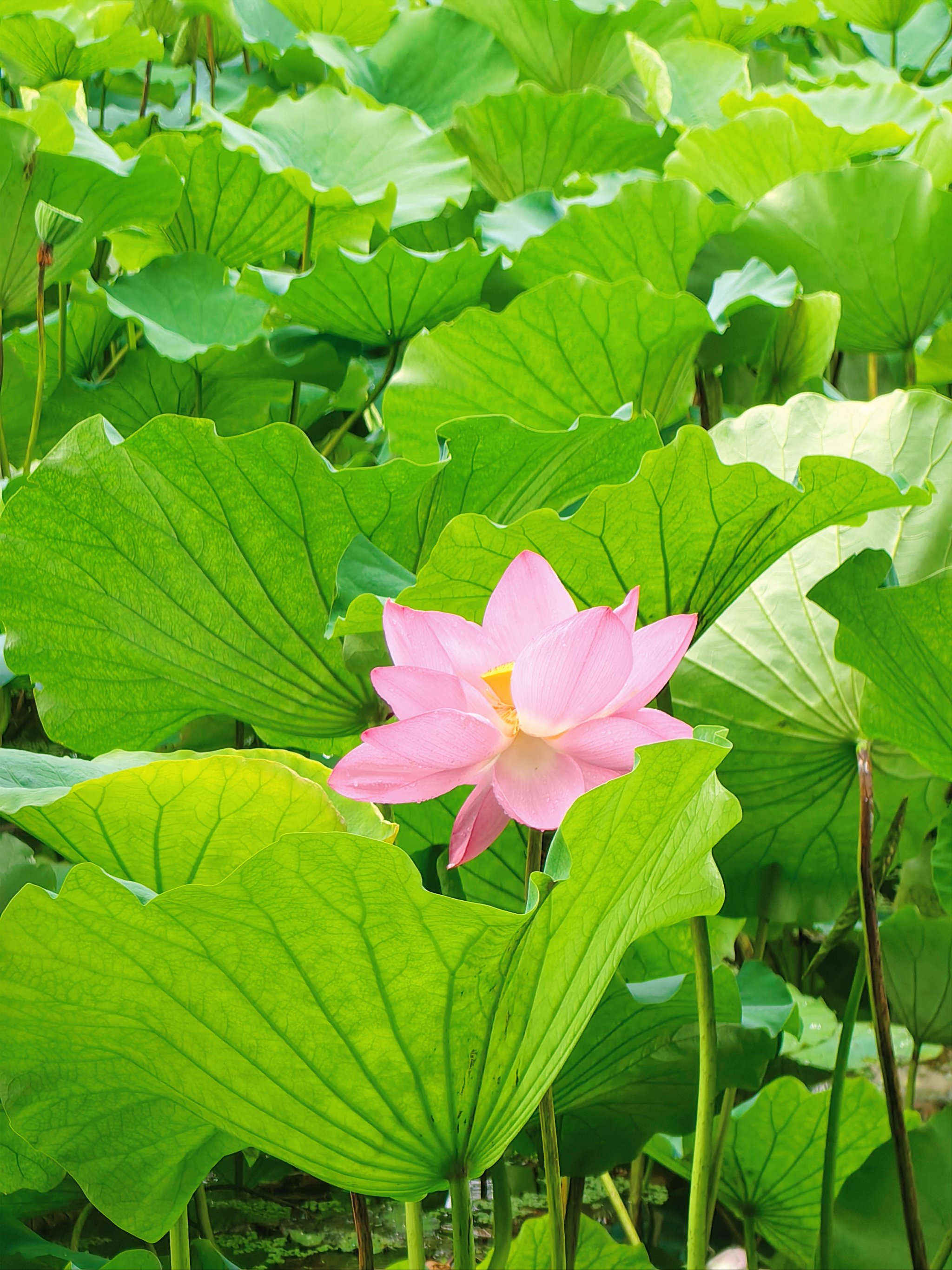 最美荷塘图片大全图片