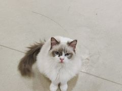 -藏猫猫咖啡主题馆(中央大道店)